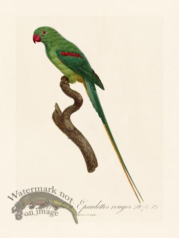 Barraband Parrot 073